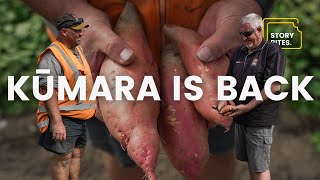 How These NZ Farmers Recovered After Losing 99% Of Sweet Potatoes by StoryBites 1,796 views 1 month ago 9 minutes, 1 second