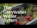 Our greywater system is complete!