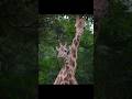 Top 5 Amazing Facts About Giraffes 🦒 | #Shorts