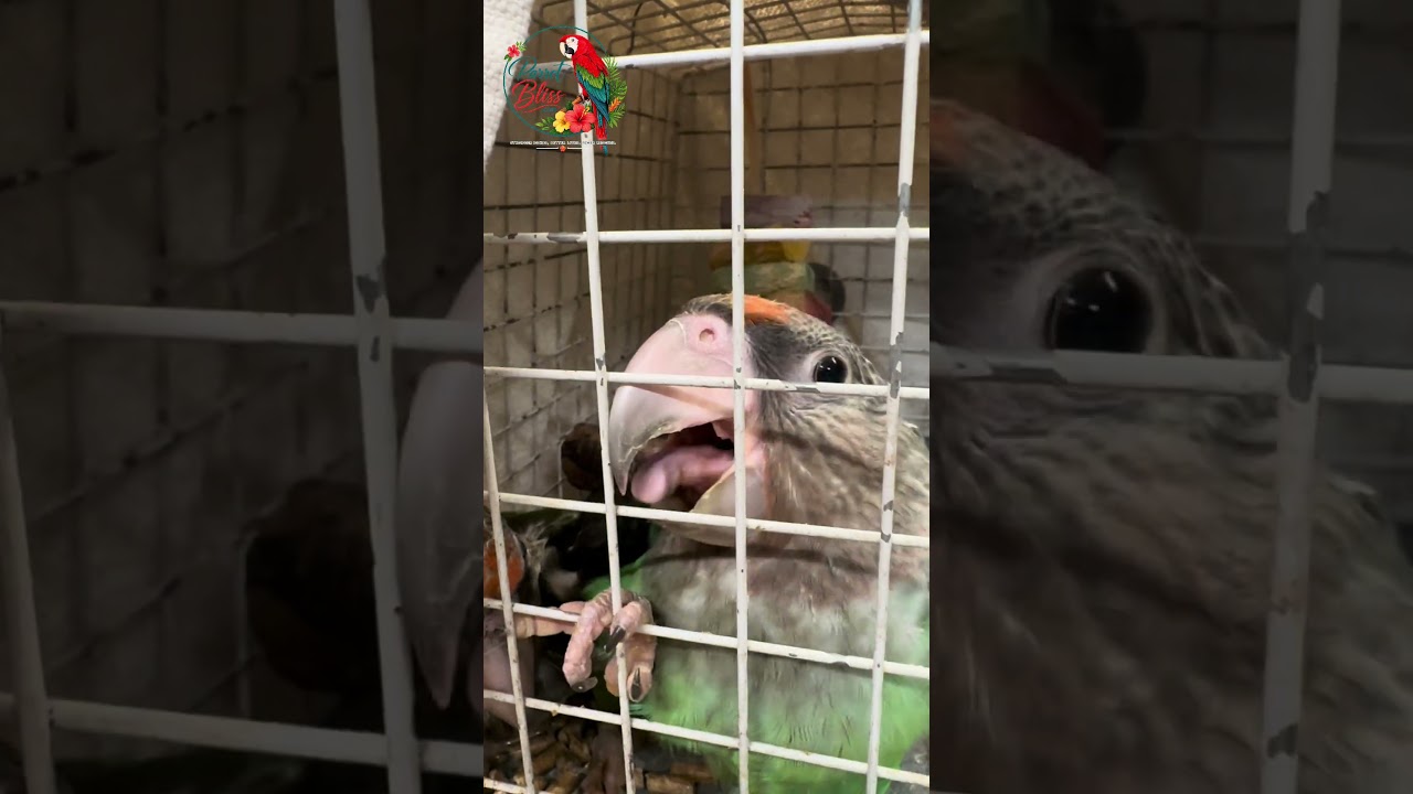 The Sound of 2 Cape Babies | #parrot_bliss #parrot #capeparrot