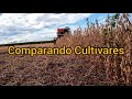 🟢Comparando produtividade das cultivares🌱 na colheita de soja [Soja 21/22 MF3640] (p2)