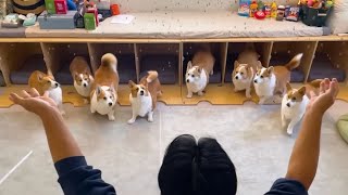 Why is this Welsh Corgi stuck under the bed? Lol