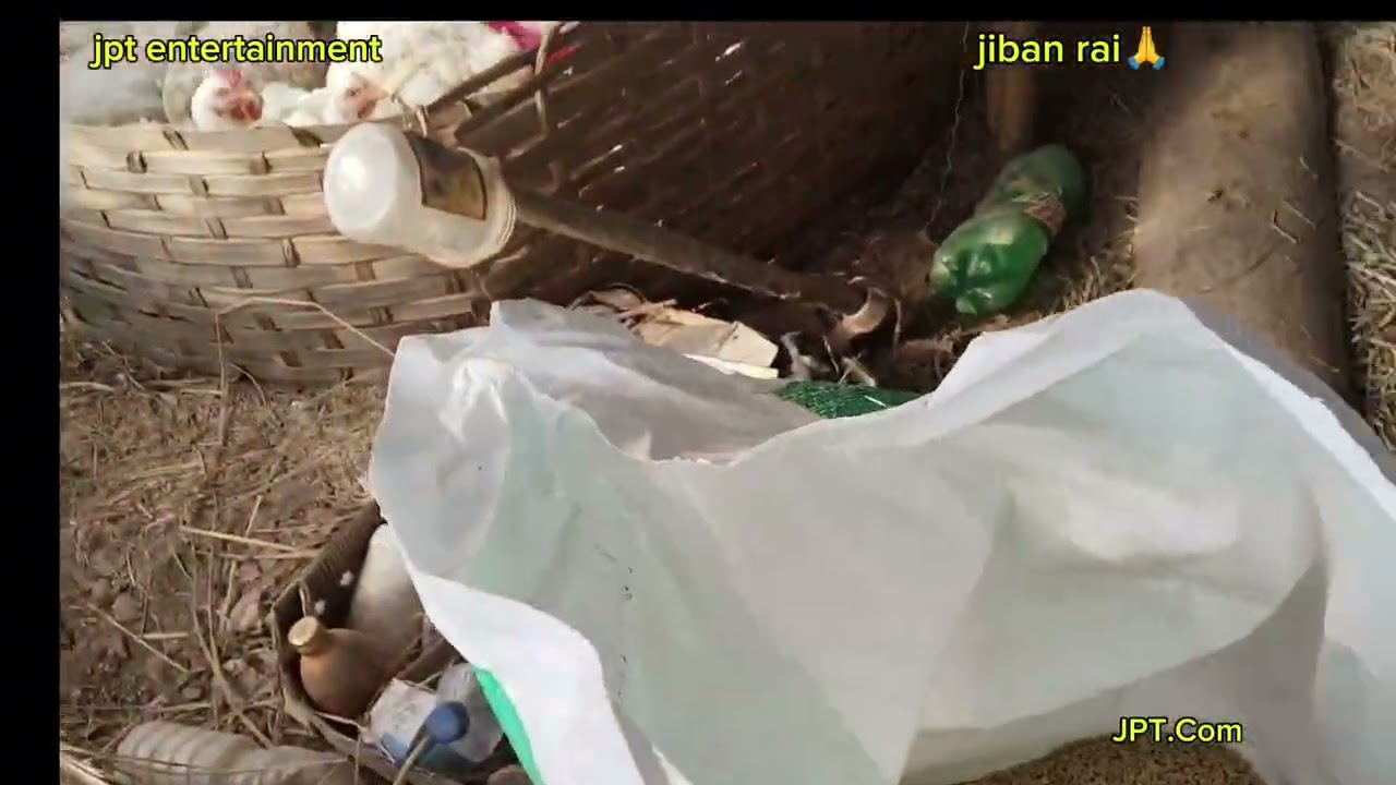 आज हामी फेरि कुखुराको फोम साथै फोम भित्र भएको चल्ला कुखुरा को अबलोकन गर्दै सल्लाह दिदैछौ 