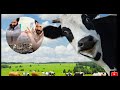 Nacho nacho song  rrr movie song natu natu ft  cow version  rrr  rrrsongs