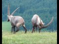 Alpine Ibex on the Hohe Wand mountain in eastern Austria