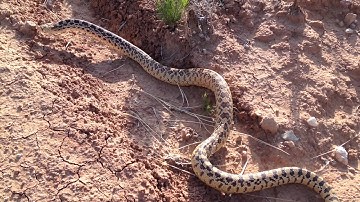 Rattlesnake and Bullsnake