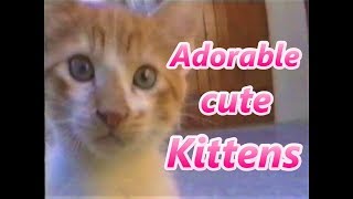 ADORABLE CUTE KITTEN / CHATONS TROP MIGNONS