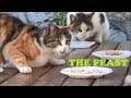 The feast for cats