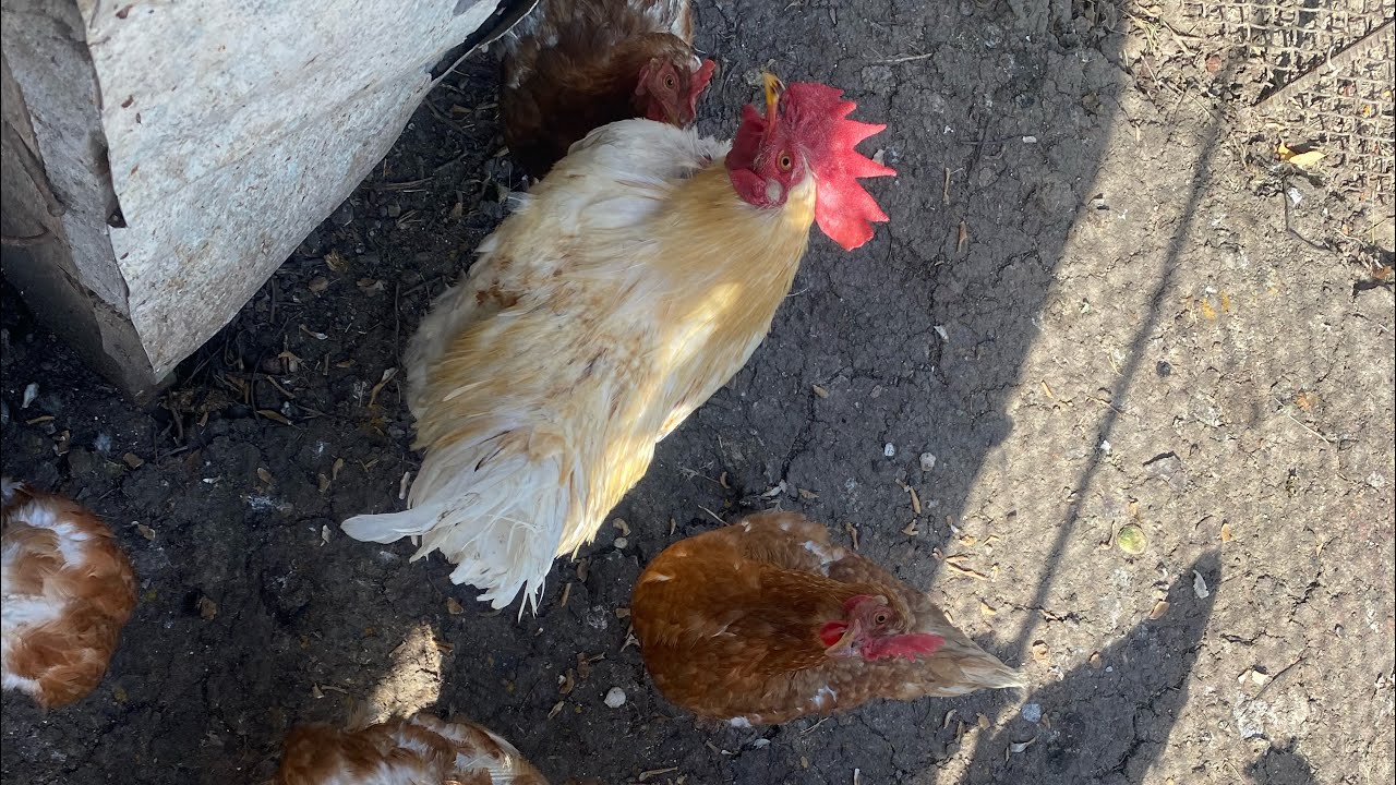 Станица Фастовецкая. Тихорецкий район.