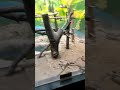 SNAKE ON THE BEACH #shortvideo #snake #snakevideo