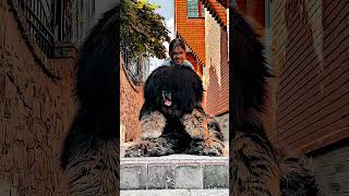 Tibetan mastiff cute dogs| fluffy hairs