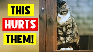 These 9 Everyday Things HURT Your Cat