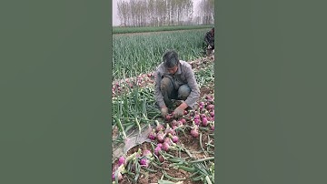 Green onion root cutting process #machine #goodtools #shorts