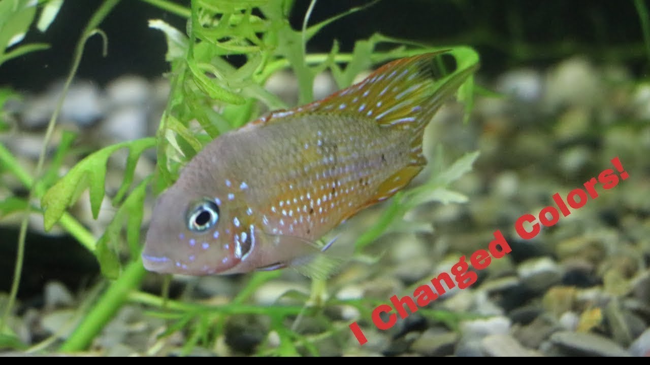 How to Increase Fish Color - YouTube