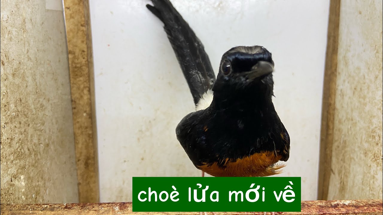 01-03:(mới về) tiểu mi lạng sơn, choè lửa, khướu bạc má tuyển chọn