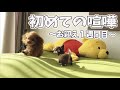 チワワの子犬と初めての喧嘩に落ち込むトイプードルの先住犬が可愛すぎた☆