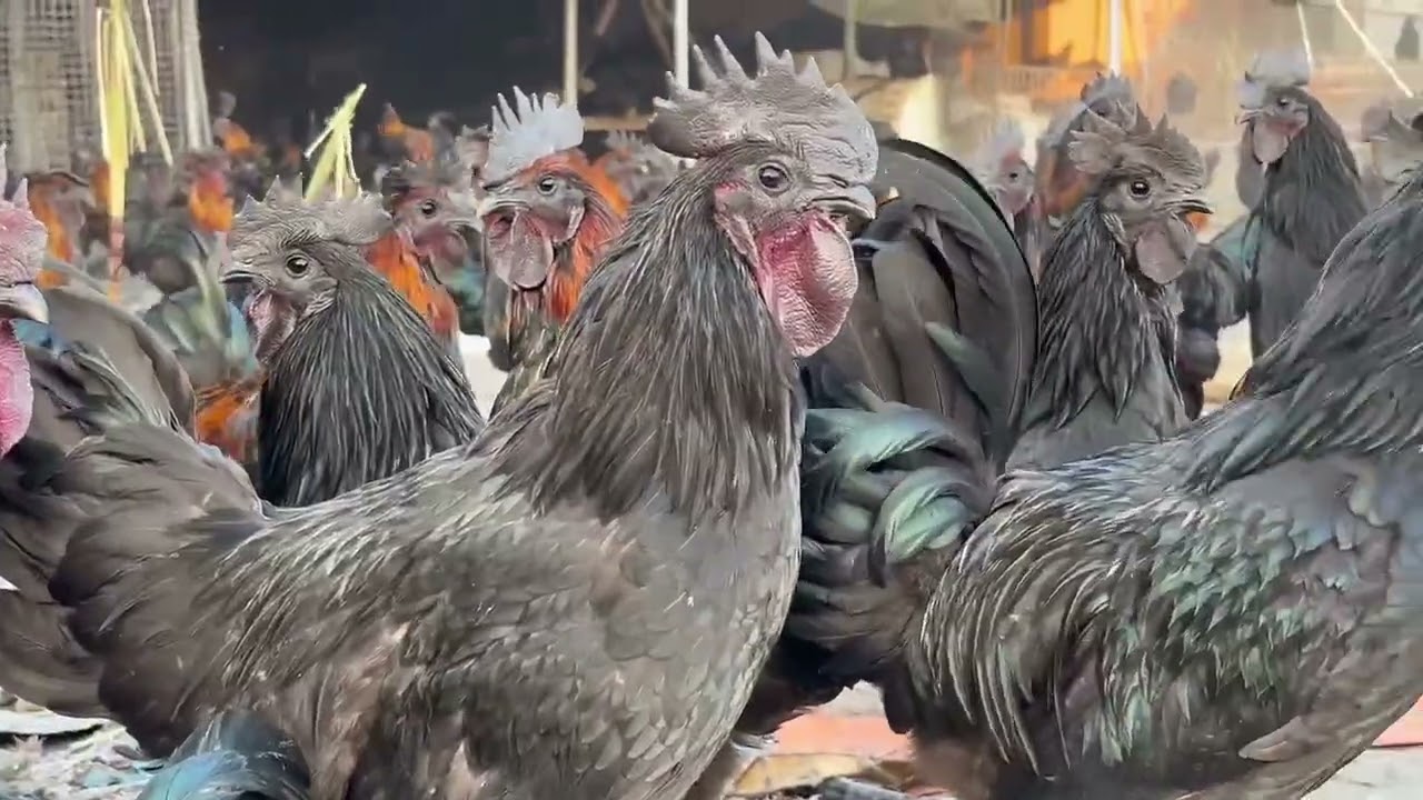 feeding chickens on a farm  