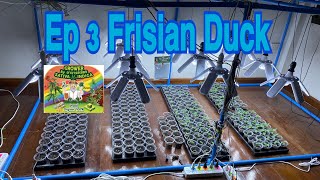 Ep.3 ลงเมล็ดกัญชา ชุดที่ 3 สายพันธุ์ Frisian Duck เป็ดม่วง เอกลักษณ์ทรงใบคล้ายเท้าเป็ด