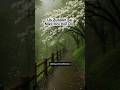 Jis zuban se|Hazrat Ali|islamic quotes #islamicstatus #islamicshorts #islamicvideo