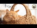 Calming Music for Cats - Peaceful Piano Music with Cat Purring Sounds