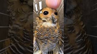 Bibib’s Revenge!! #funnyanimals #animals #funnypets #cuteanimals #funnyvideo #owl #videolucu