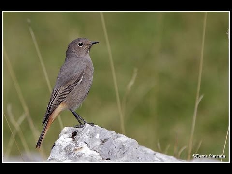 Rougequeue noir femelle - Phoenicurus ochruros - YouTube