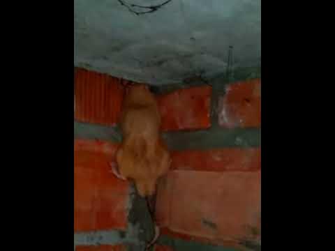 Огромная крыса на стене. - YouTube