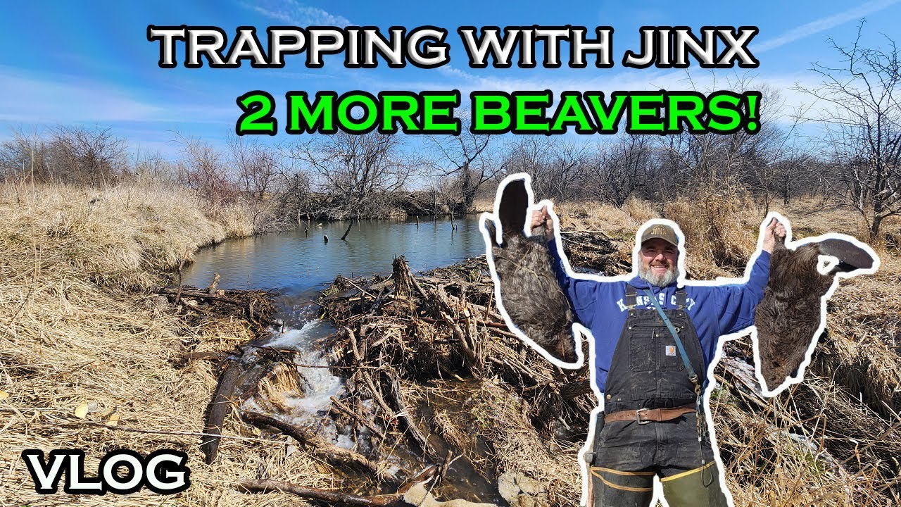 Checking My Beaver Traps 2 More Beavers Trapping With Jinx VLOG S4
