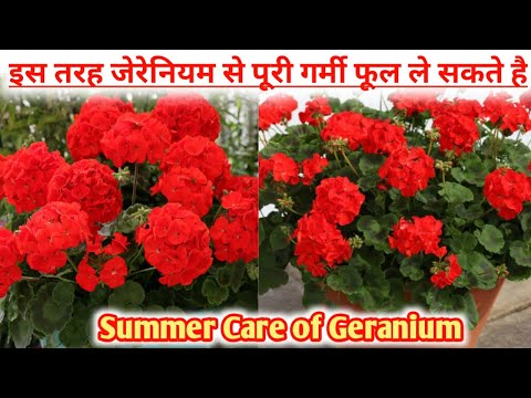 वीडियो: Geraniums के साथ साथी रोपण: Geranium फूलों के साथ क्या रोपण करें