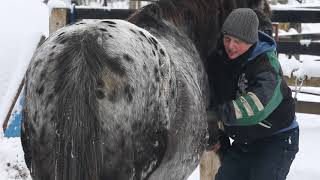 Equine massage therapy