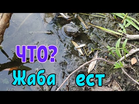 Что едят жабы?