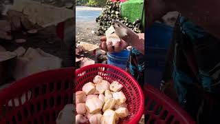 Palm fruits,natural fruit in cambodia