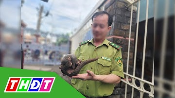 TP.HCM: Tê tê Java quý hiếm được mua từ người bán dạo | THDT