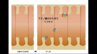 アミノ酸で夏を乗り切ろう