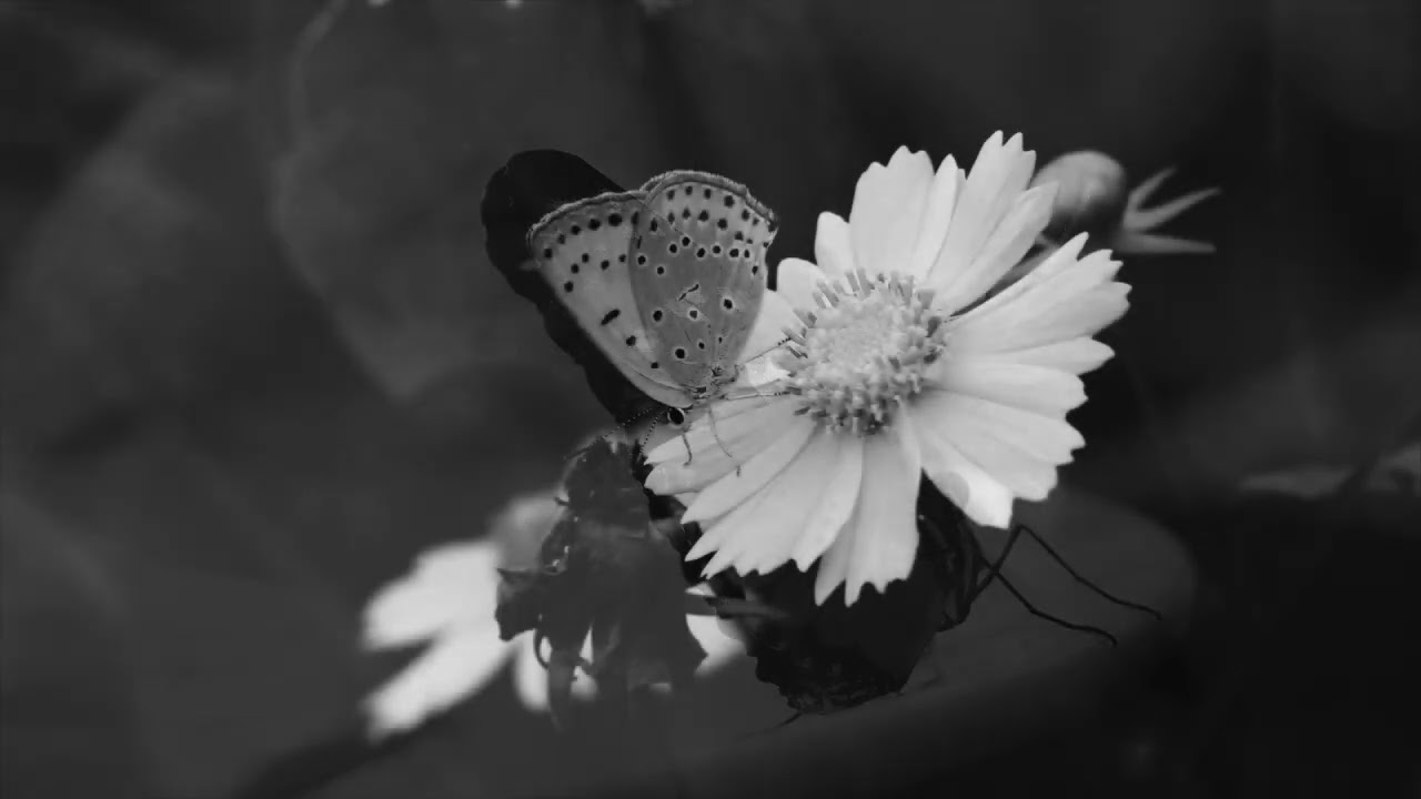 Soft Piano Music- Butterflies