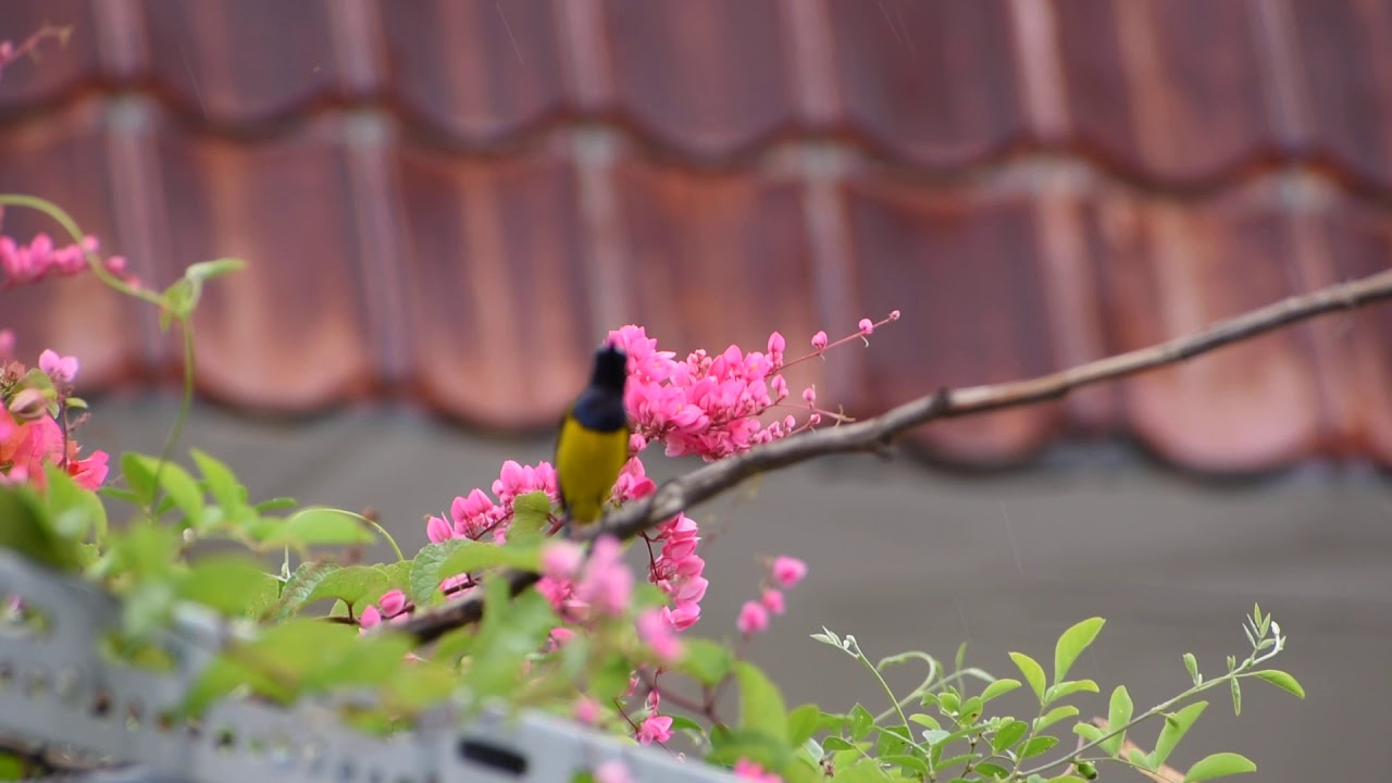 花蜜鸟3（Olive-backed Sunbird ) - YouTube