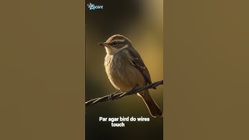 Why Birds Don’t Get Electrocuted? ⚡ Real Science Explained!