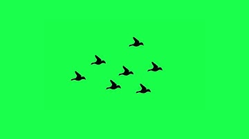 Birds Flying Green Screen Loop Video 4 | Free Background Videos TheAnimalStoreGreenScreen