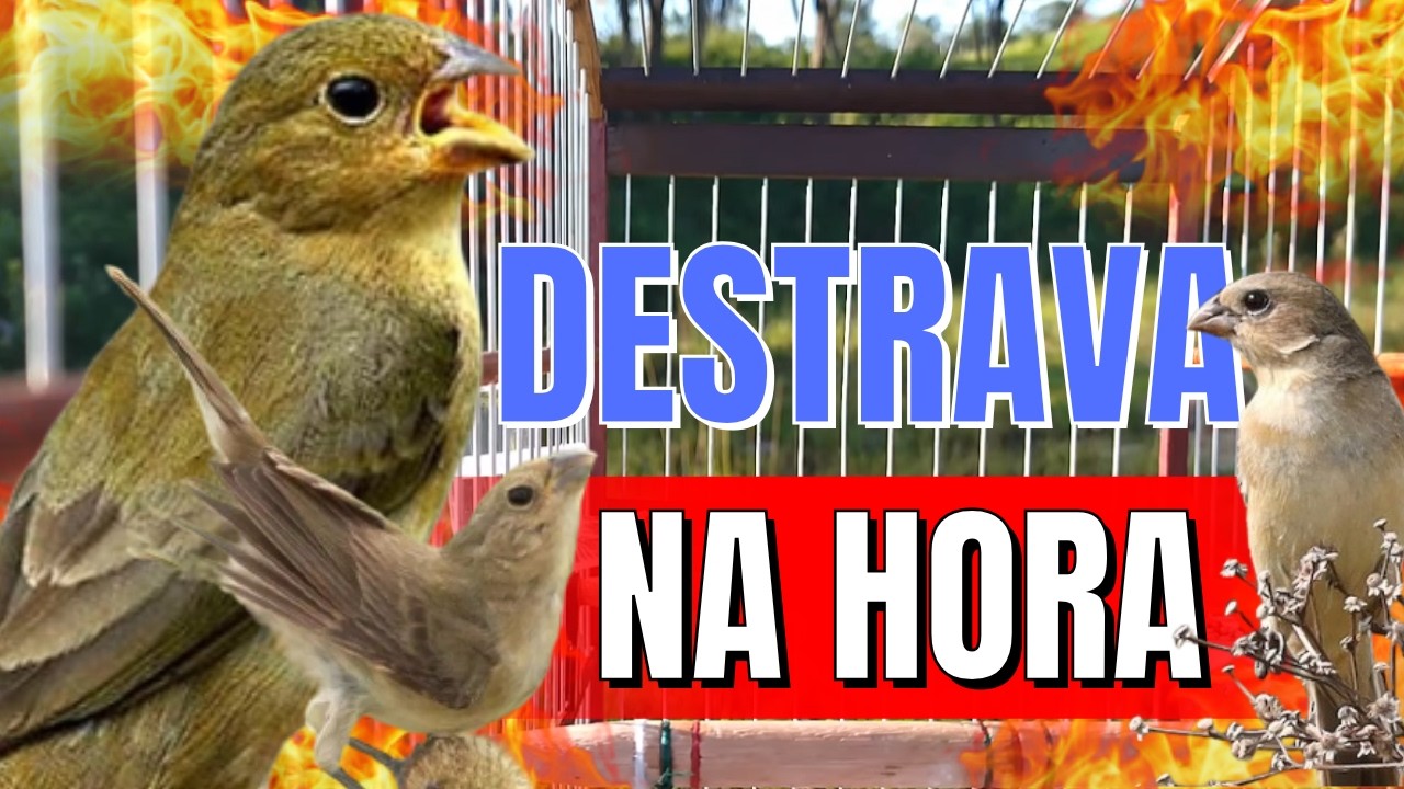 Piado de Fêmea de Papa capim Faça o teste Com Piado de Fêmea de Papa capim Para Esquentar Papacapim