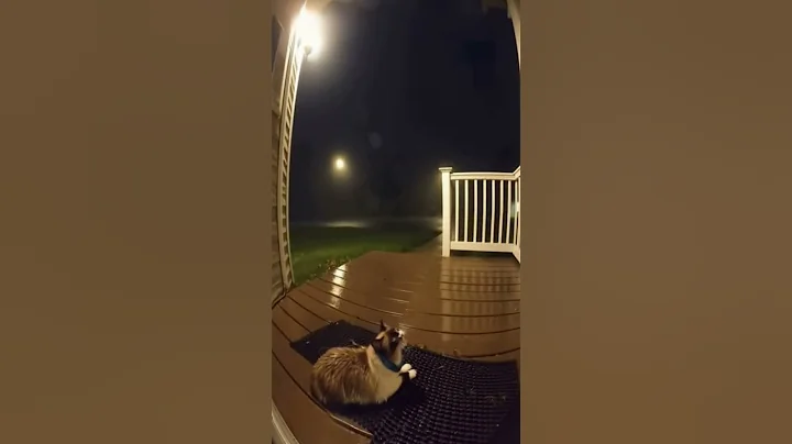 Watch the video about Ragdoll Cat Holding On as Power Flickers Through Tornado 🌩️🐱#RingDoorbell #TornadoWarning #usa