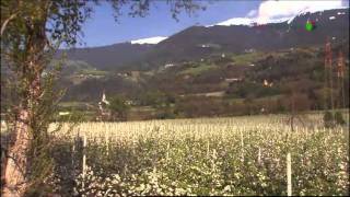 Wie Werden Bio Äpfel Angebaut?