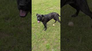 Her Feet Slapping The Floor