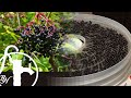 ELDERBERRY- Harvesting, Processing, and Dehydrating