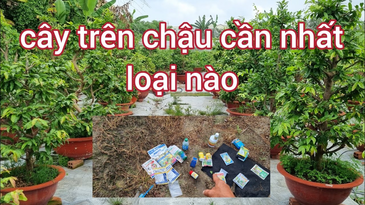 Cây mai , cây quất trồng chậu cần phân thuốc nào giai đoạn đầu năm 0988063918
