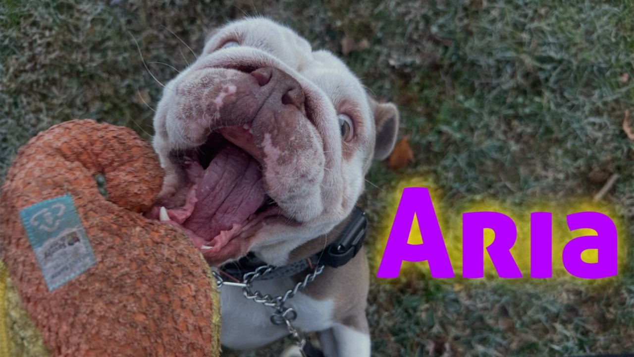 Aria Has Amazing Aggression Transformation as She Learns How to Be Herself