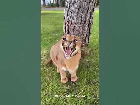 Caracal Pumba Hissing Time : Floppa #shorts - YouTube