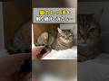 猫のしっぽを触り続けてみたら… #ポムしま