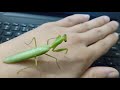 Training of Mantis (사마귀 훈련시키기)