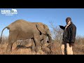 Elephant Insights - Males vs Females - How they pass dung and urine.
