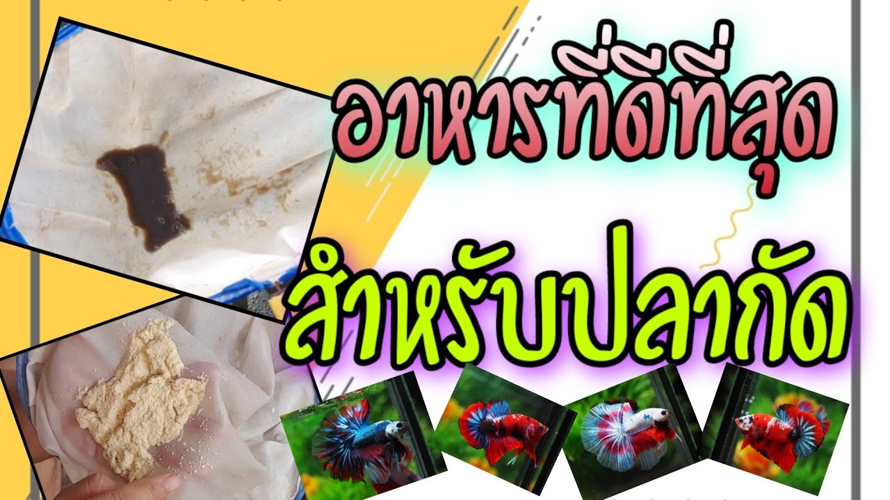 อาหารที่ดีที่สุดสำหรับปลากัด #สาระ | สรุปข้อมูลที่เกี่ยวข้องปลา กัด อาหารที่มีรายละเอียดมากที่สุด